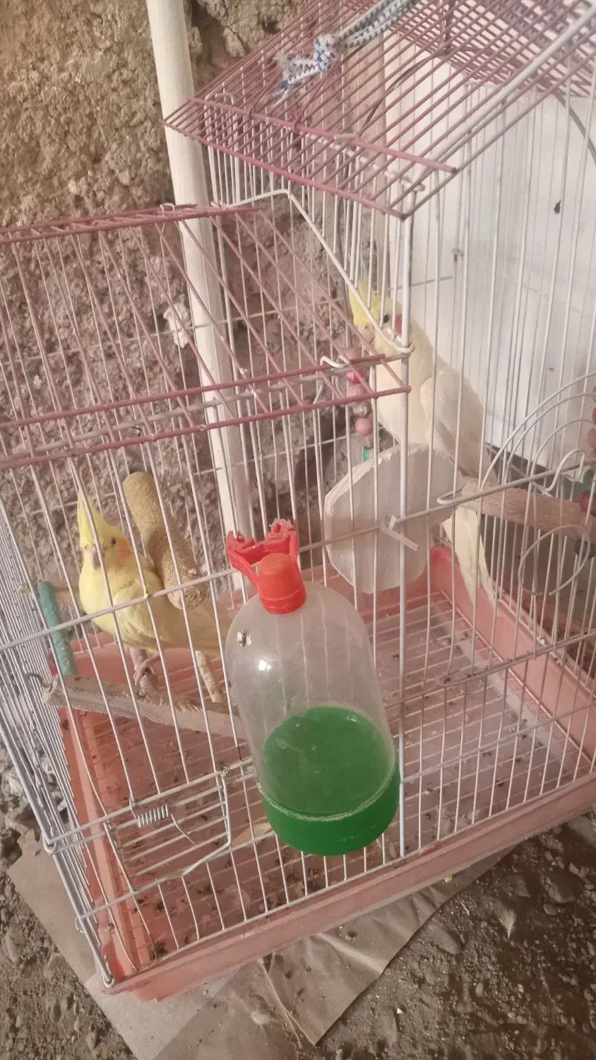 عروس هلندی باقفس|پرنده|کرج, کمال‌شهر|دیوار