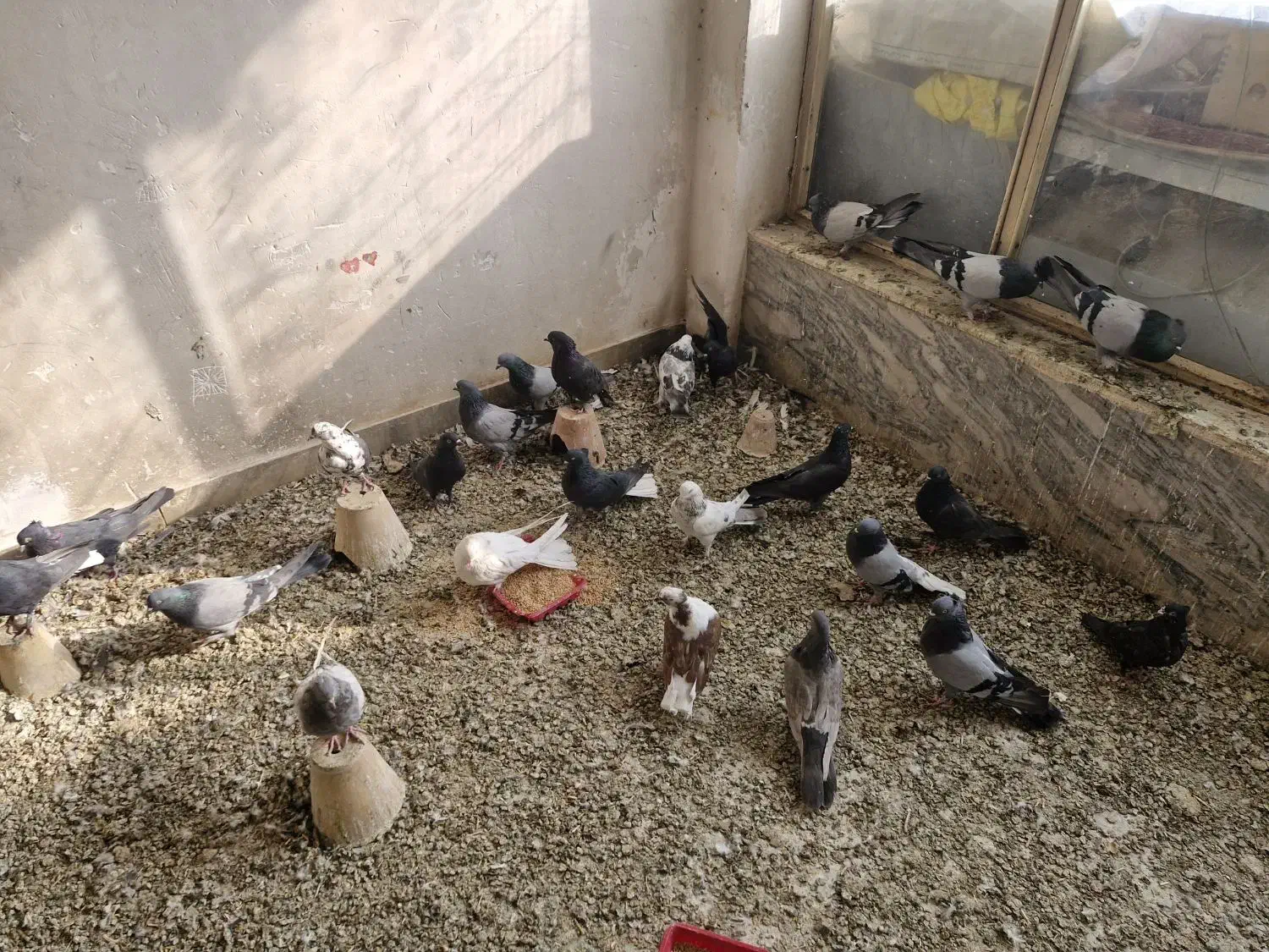 اصفهانی بازی کن|پرنده|برخوار, |دیوار