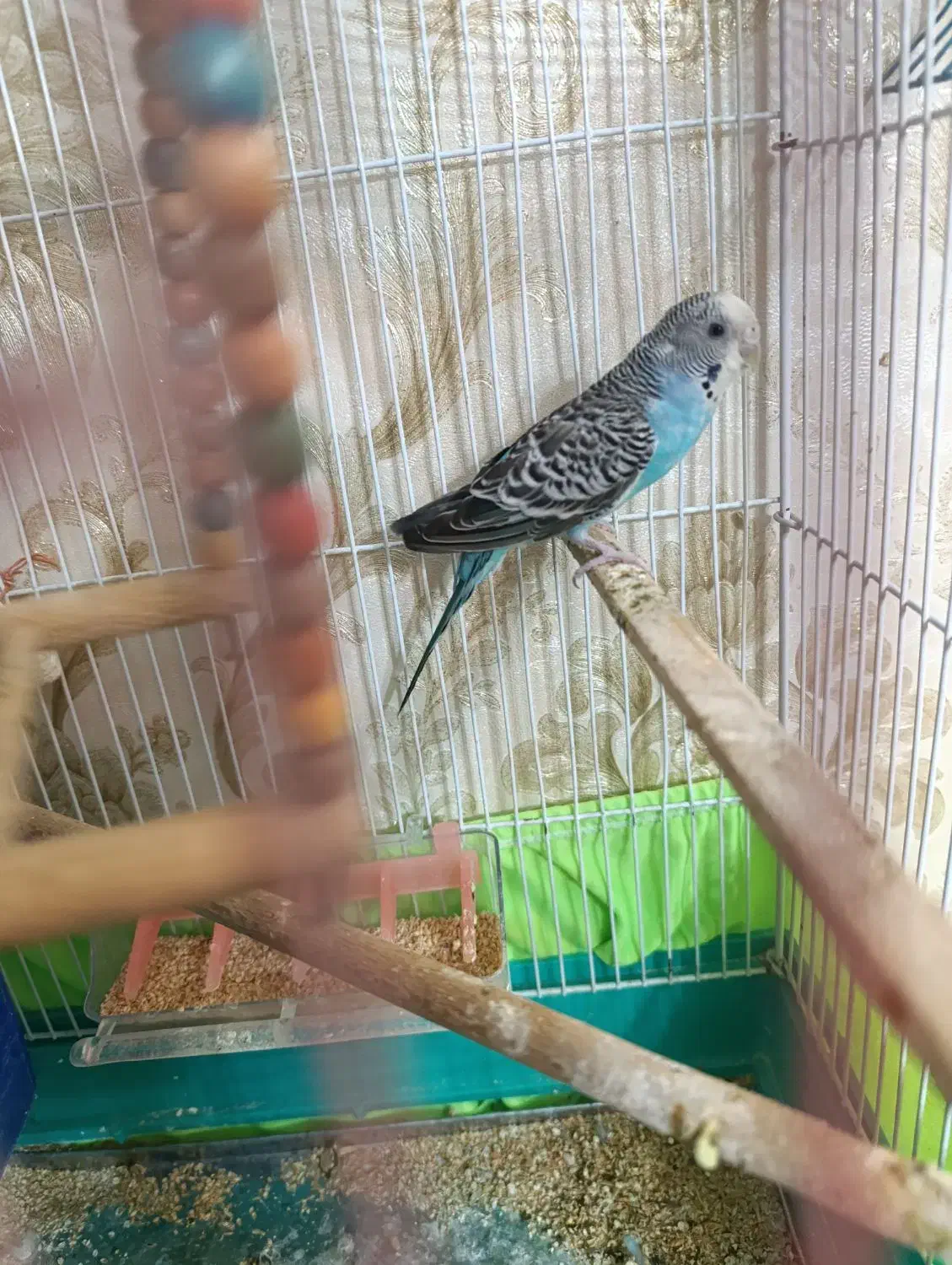 مرغ عشق ماده|پرنده|رودهن, |دیوار