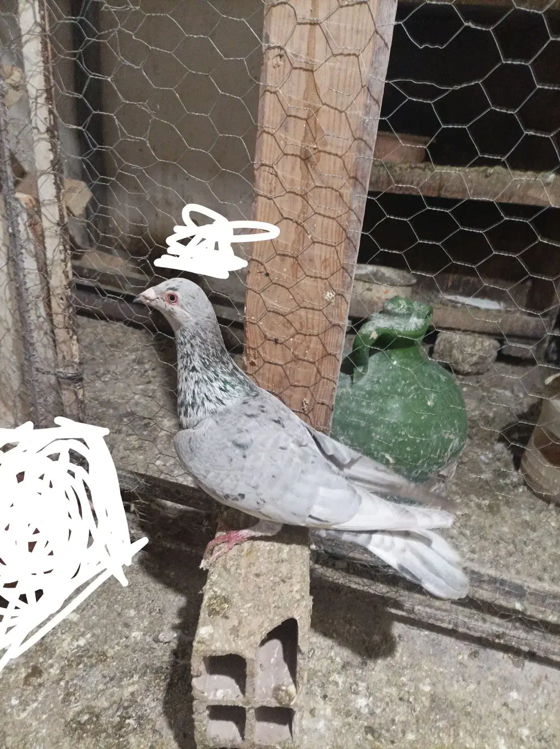 کفتر|پرنده|محمدیه-قزوین, |دیوار