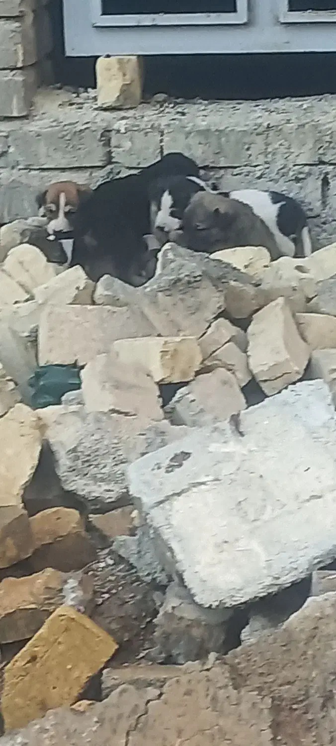 سگ ژرمن|سگ|شیراز, حسن آباد|دیوار