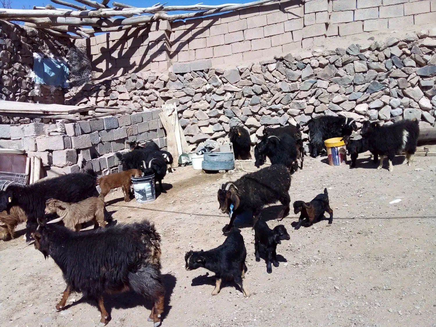 بز زایده|حیوانات مزرعه|بیرجند, |دیوار