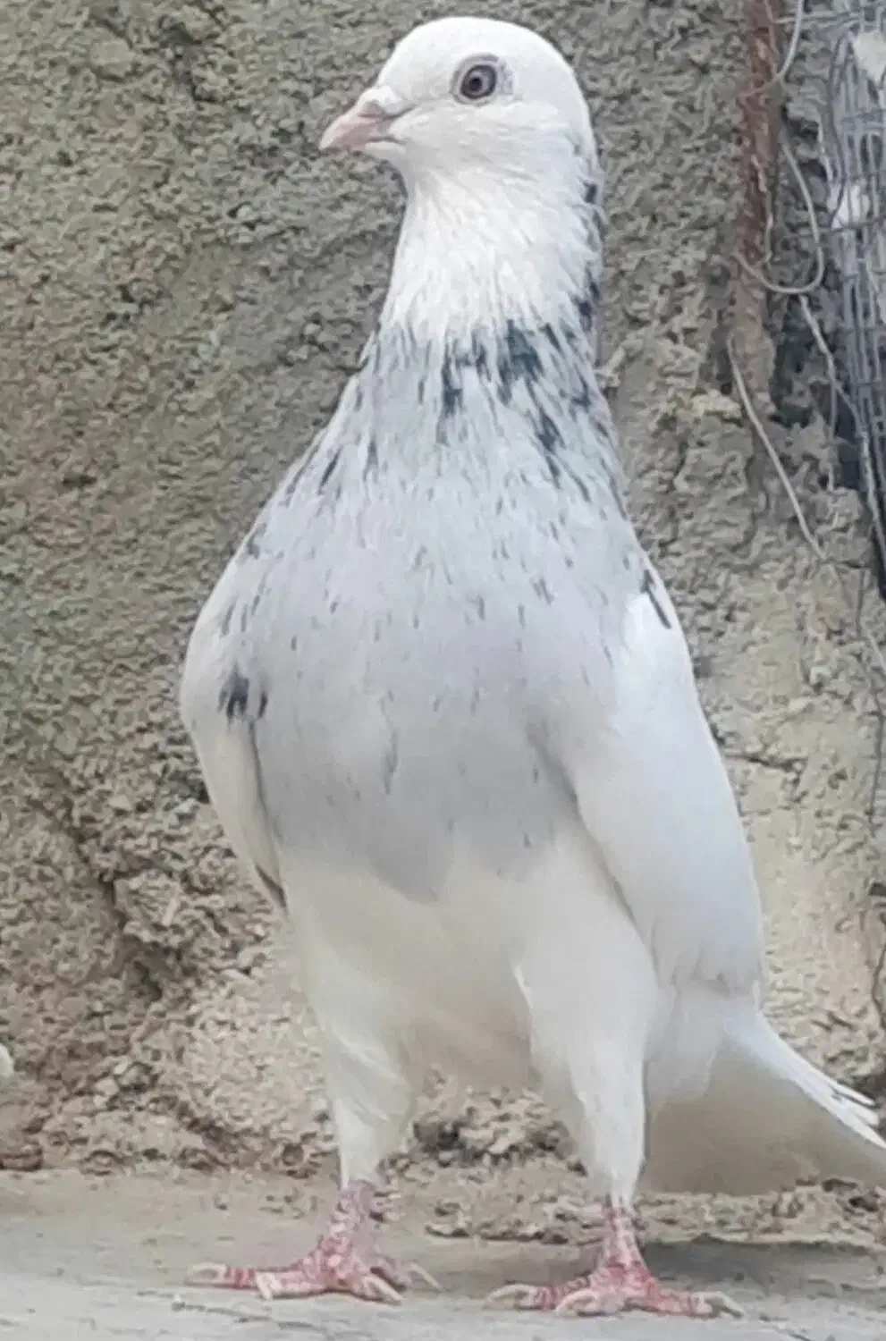 دوتا طوقی نر گمشده|حیوانات|همدان, |دیوار