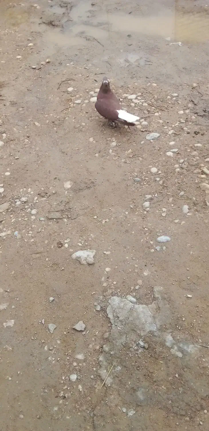 جفت دم پاک عقیلی|پرنده|شوشتر, |دیوار