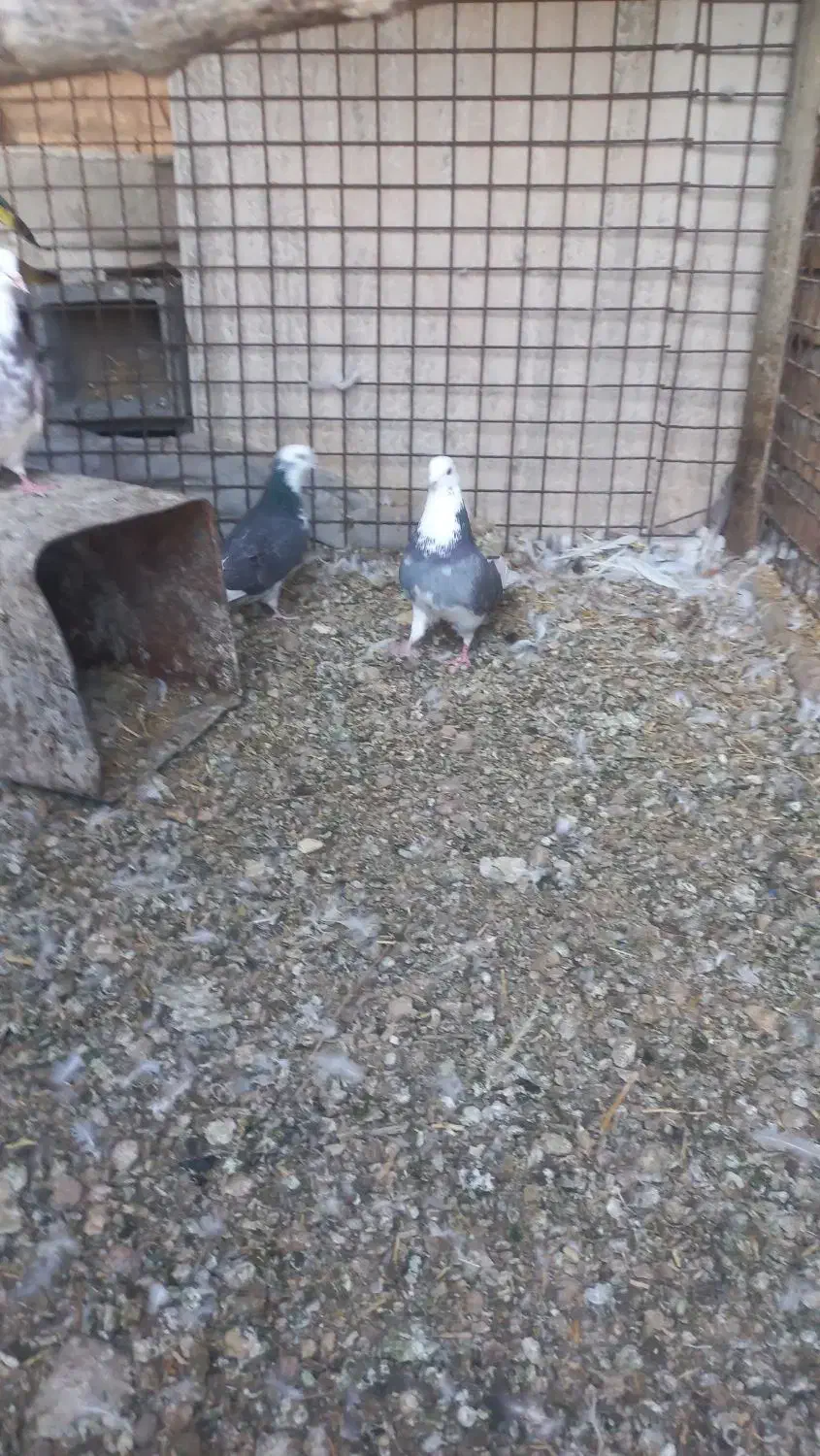 کبوتر|پرنده|حمیدیا, |دیوار