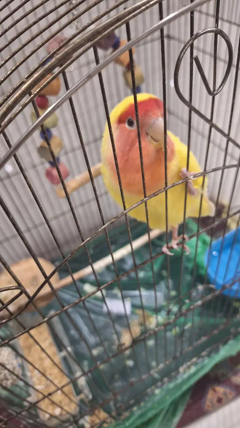 طوطی برزیلی|پرنده|تهران, شهرک خرازی|دیوار