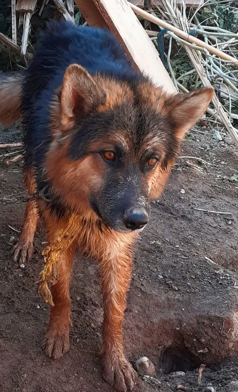 سگ ژرمن|سگ|رفسنجان, |دیوار