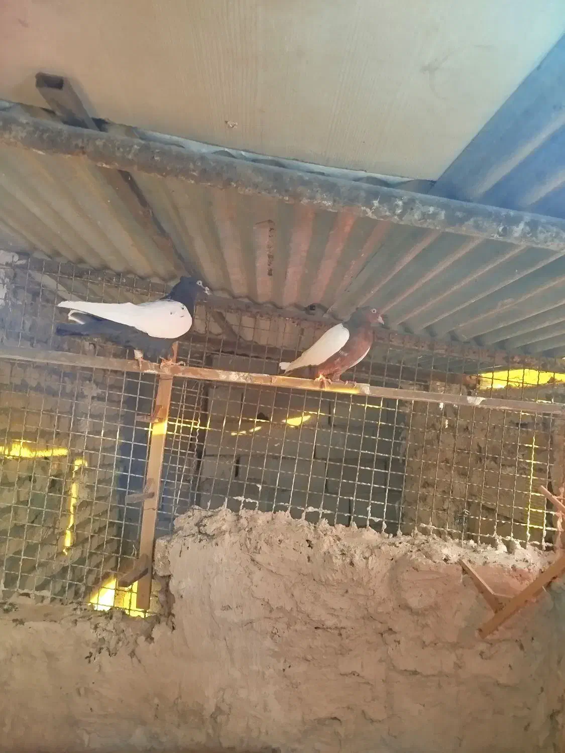 رنگه جفتگاه|پرنده|مشهد, ویلاشهر|دیوار