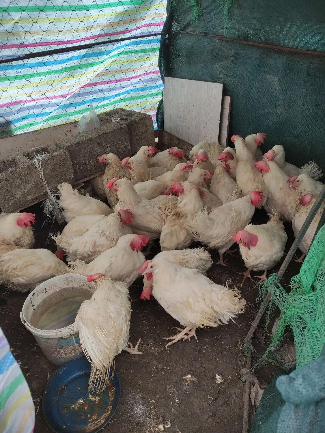 مرغ سفید|حیوانات مزرعه|رشت, کوی حسینی|دیوار