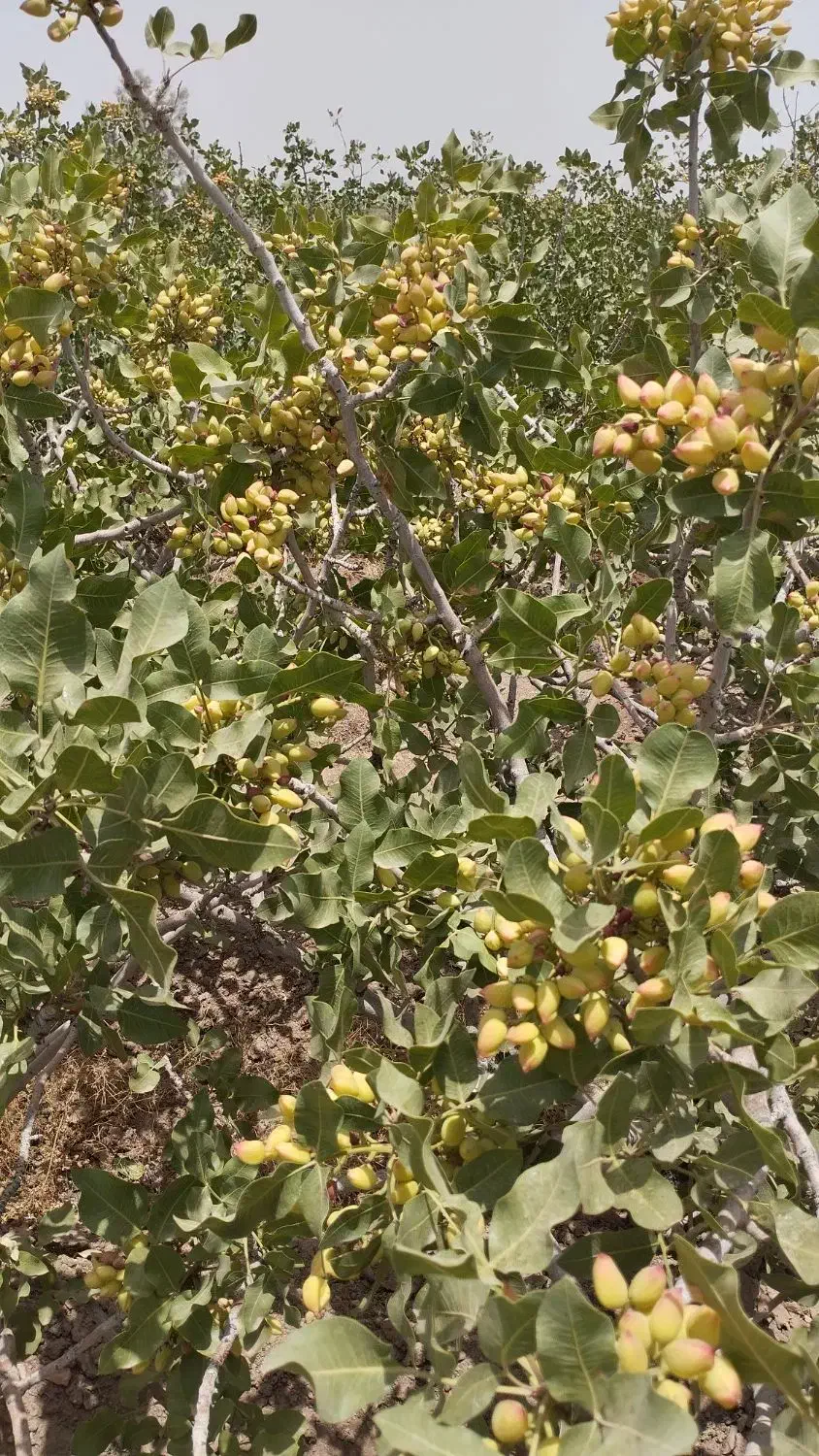 زمین پسته هرات مروست|فروش دفتر صنعتی، کشاورزی، تجاری|خاتم, |دیوار