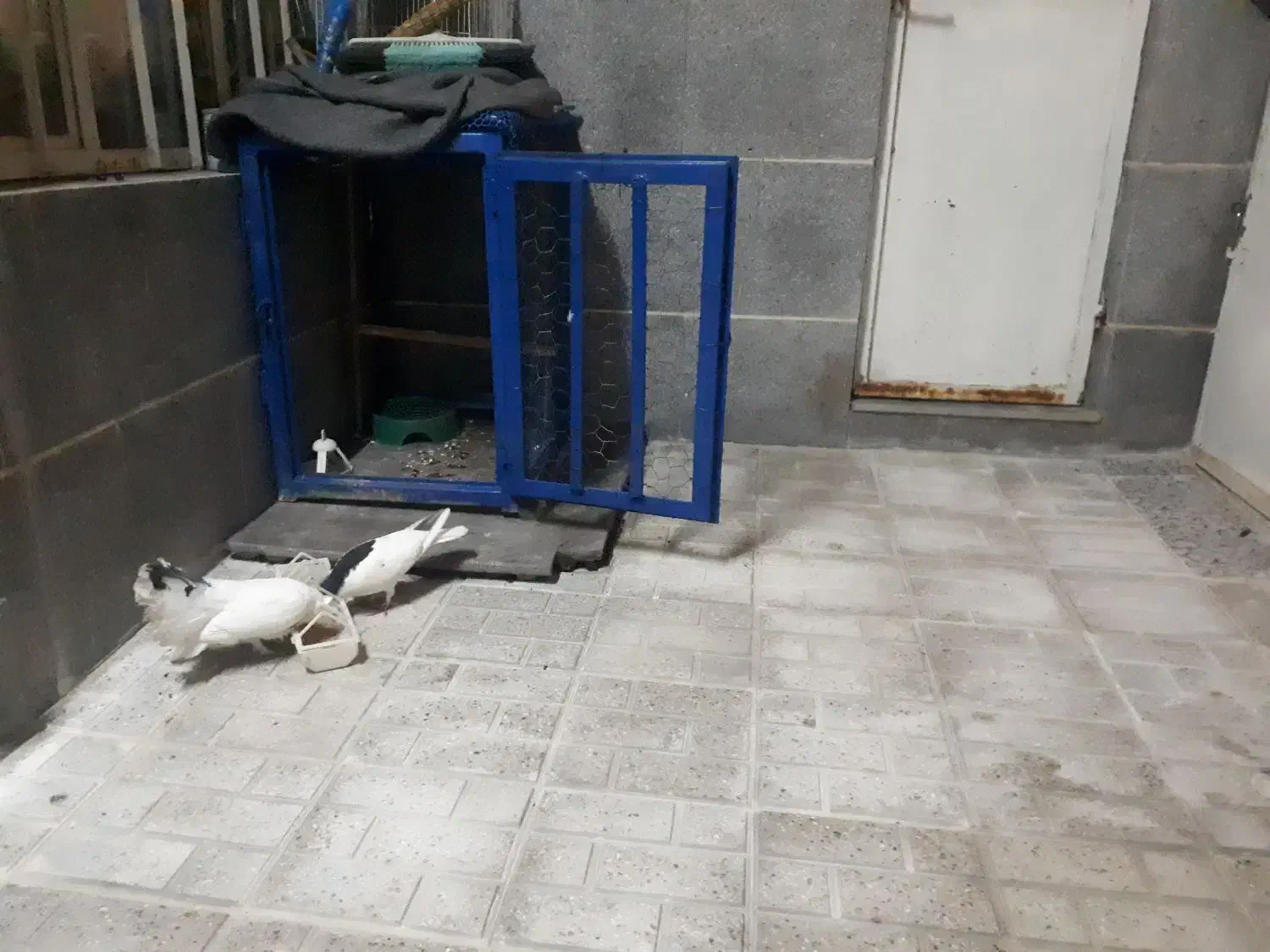 کفتر|پرنده|مشهد, شهرک بهارستان|دیوار