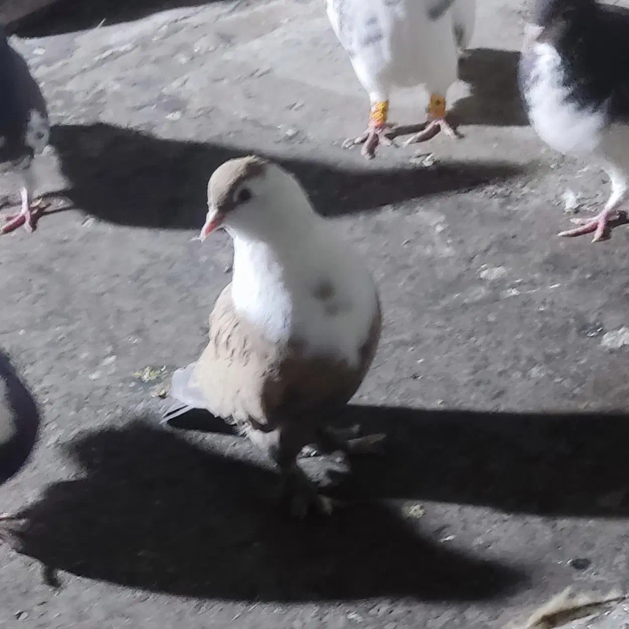 مخمل|پرنده|شیراز, سعدیه شمالی|دیوار