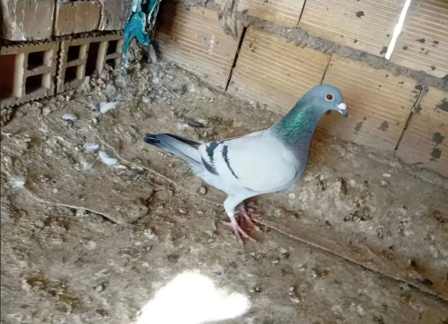 گبوتر پلاکی|پرنده|بستان آباد, |دیوار