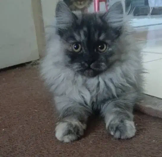 توله پرشین کلاسیک ماده 3 ماهه|گربه|شیراز, شهرک گلستان|دیوار