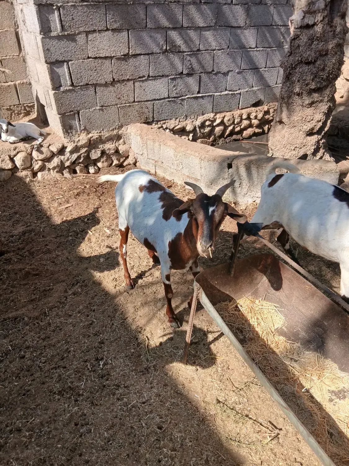 بز،داشتی|حیوانات مزرعه|خورموج, |دیوار