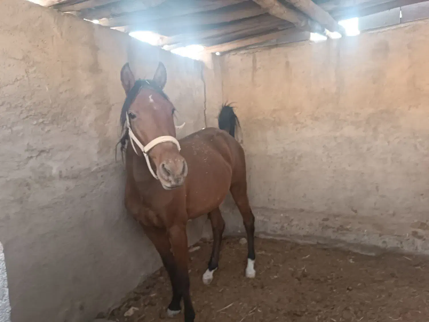 مادیان کهر دوپا سفید|اسب و تجهیزات اسبسواری|زرقان, |دیوار