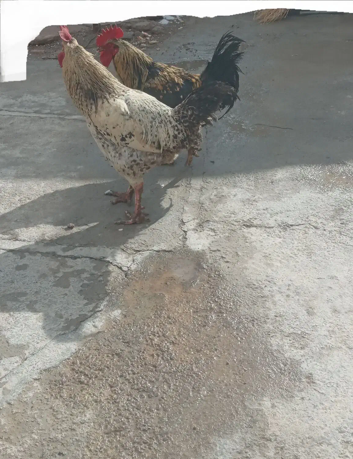 ۲ عدد خروس|حیوانات مزرعه|فیروزآباد (لرستان), |دیوار