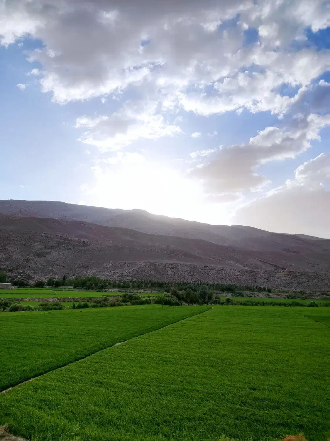 نیم دانه|خوردنی و آشامیدنی|مشهد, شهرک رازی (شهرک غرب)|دیوار