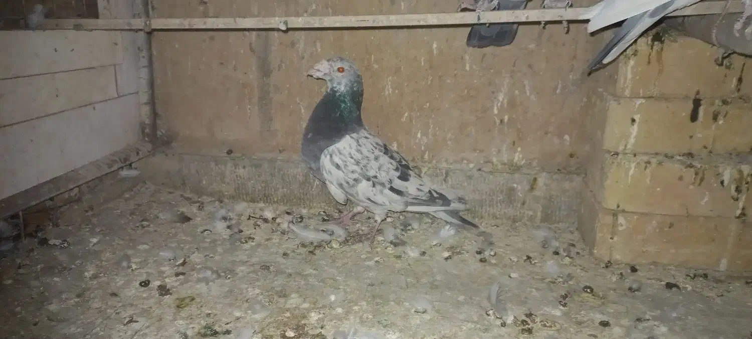 پلاکی تهرانی مسافتی آلمانی|پرنده|شریف‌آباد, |دیوار