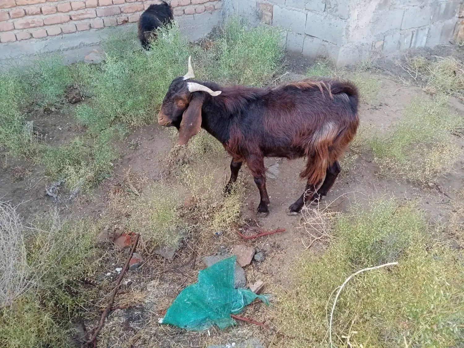 بزغاله نر گوشتی و نگهداری|حیوانات مزرعه|میاندوآب, |دیوار