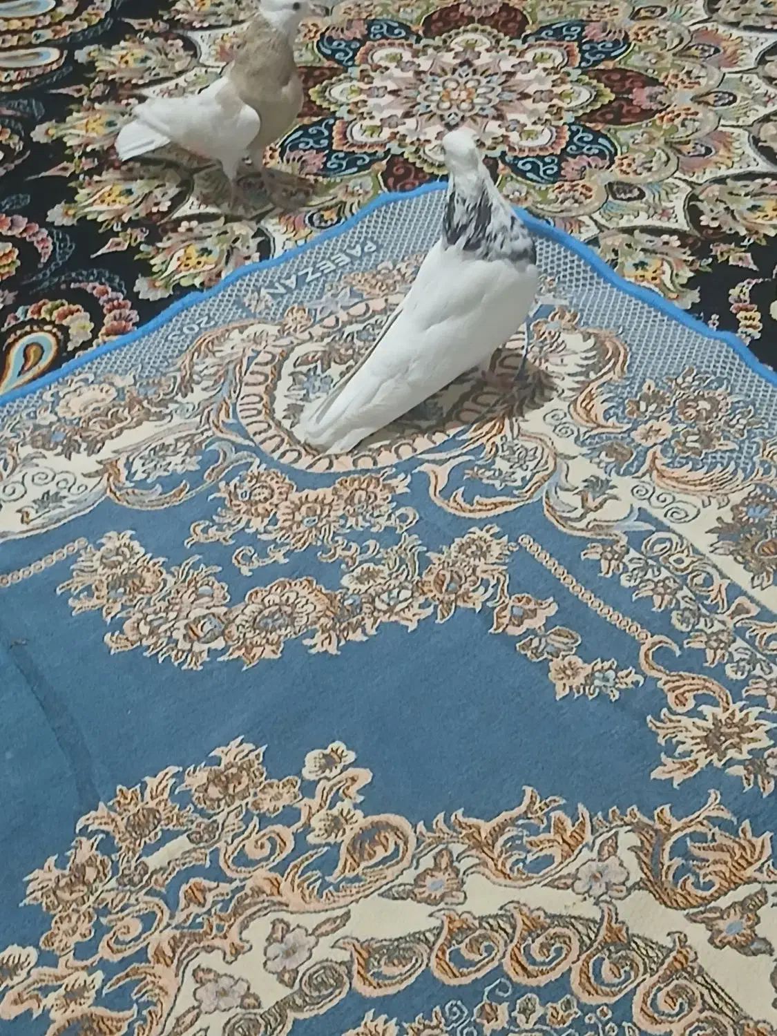 کبوتر|پرنده|کرمانشاه, |دیوار