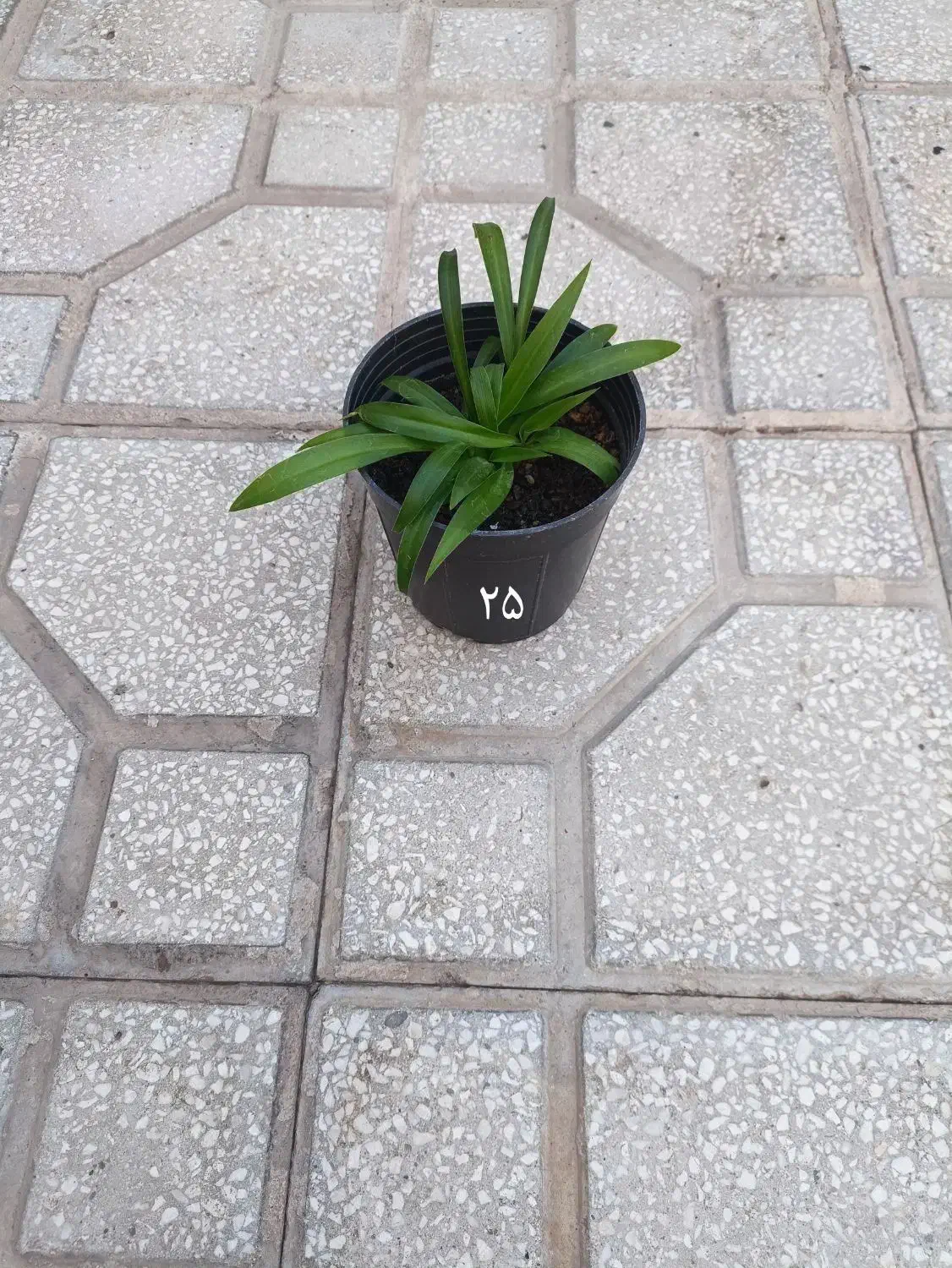 گل گندمی و برگ بیدی بنفش|گل و گیاه طبیعی|سبزوار, باهنر|دیوار