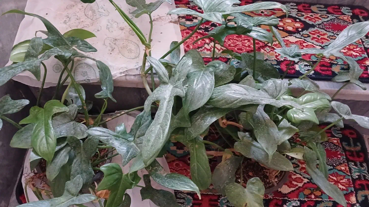 گیاه مقاوم و رونده پنجه کلاغی|گل و گیاه طبیعی|قم, چهل درخت‎|دیوار