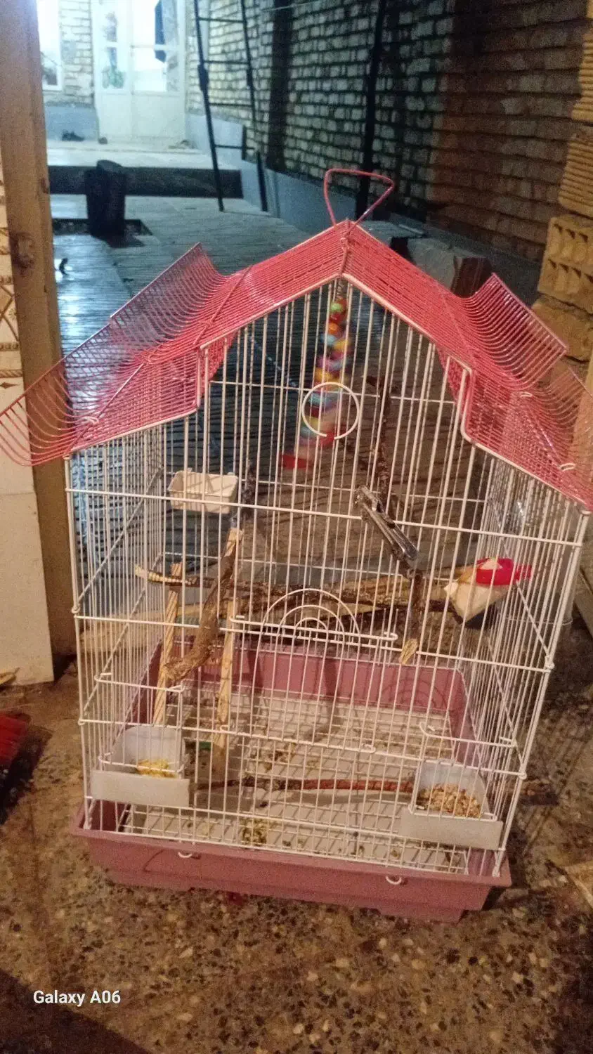 قفس عروس هلندی|لوازم جانبی حیوانات|بلداجی, |دیوار