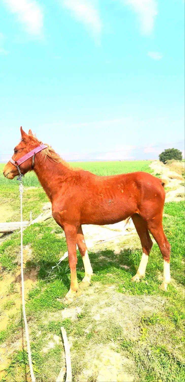 اسب|اسب و تجهیزات اسبسواری|بهبهان, |دیوار