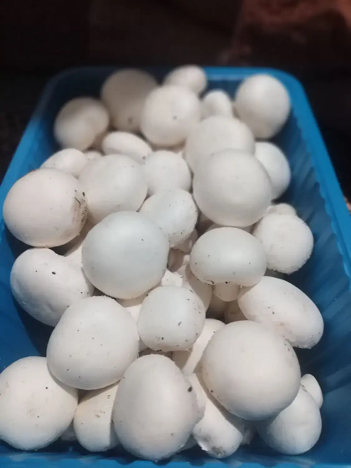 قارچ دکمه ای|خوردنی و آشامیدنی|کرمان, |دیوار