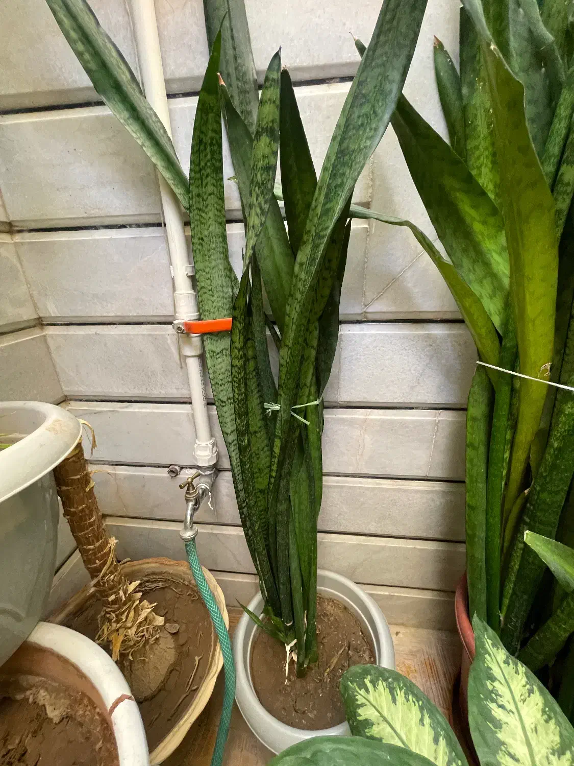 گل سانسوریا|گل و گیاه طبیعی|مبارکه, |دیوار