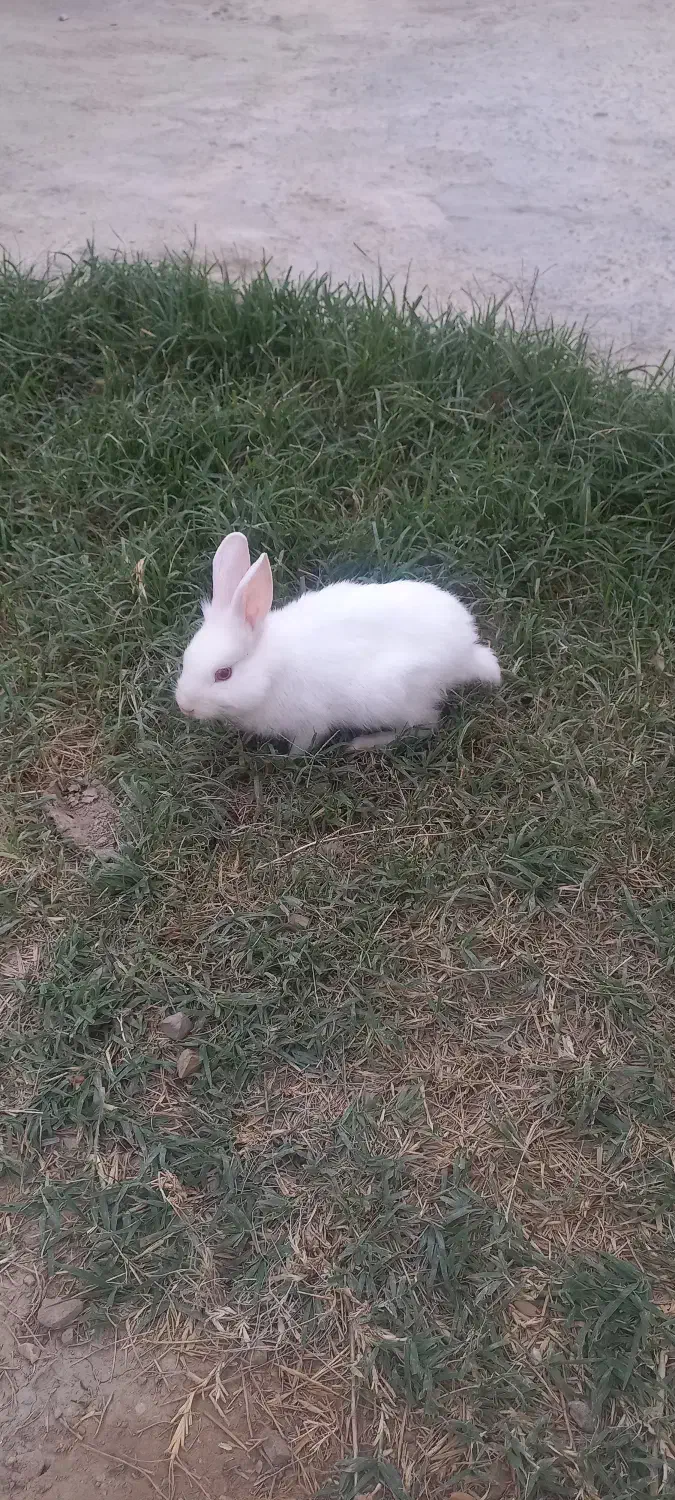 خرگوش|موش و خرگوش|گنبد کاووس, |دیوار