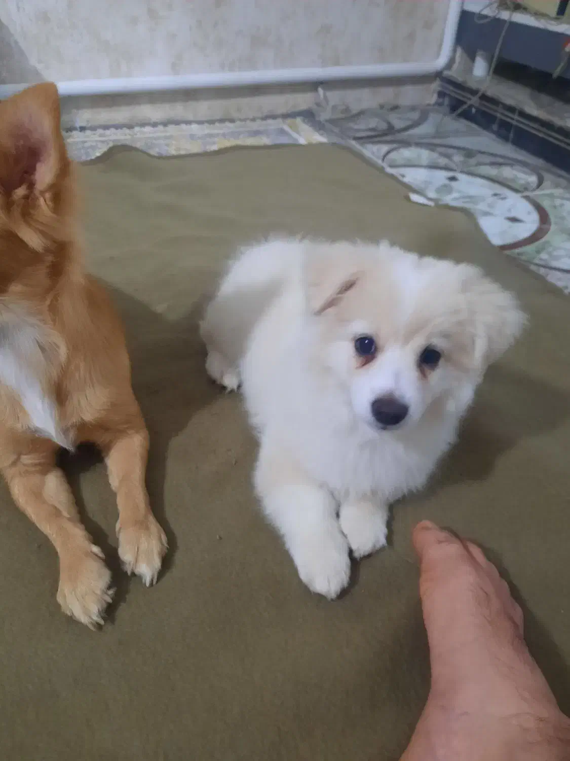 سگ پامر روباهی و توله روباهی خرسی|سگ|پاکدشت, پاکدشت (مامازند)|دیوار