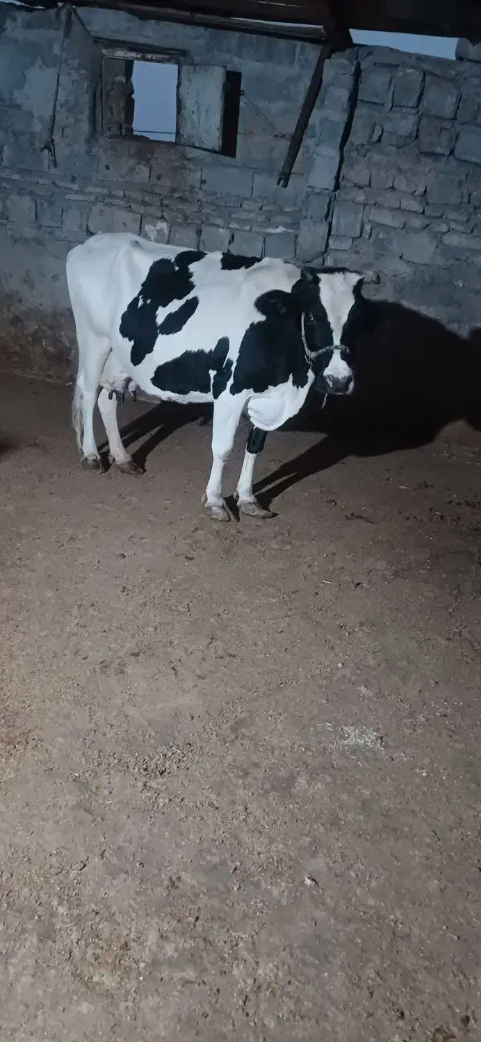 گاو وگوساله|حیوانات مزرعه|بهبهان, |دیوار