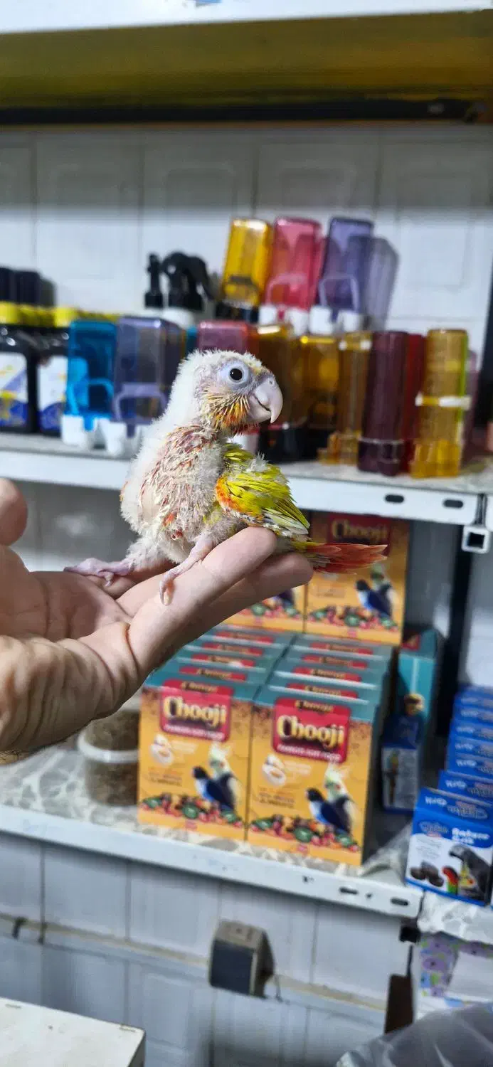 گرینچیک طوطی راهب ردچیک سرلاکی و دونخور و نرم خور|پرنده|کرج, شاهین‌ویلا|دیوار