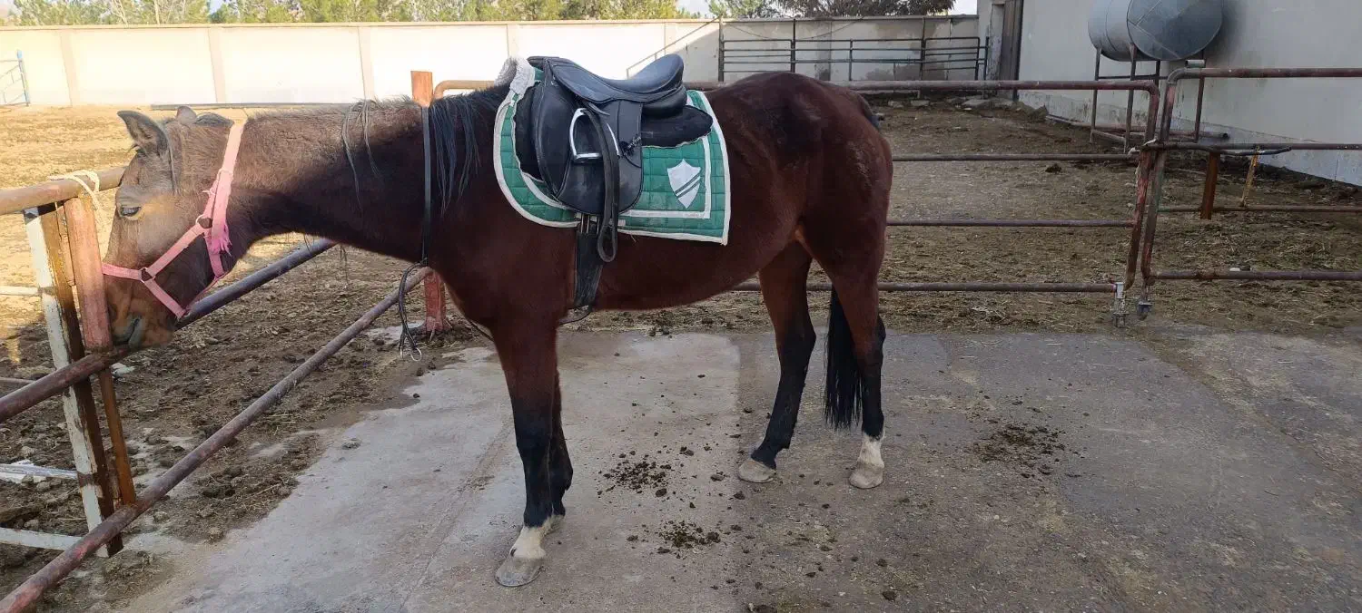 اسب|اسب و تجهیزات اسب‌سواری|کرمان, |دیوار