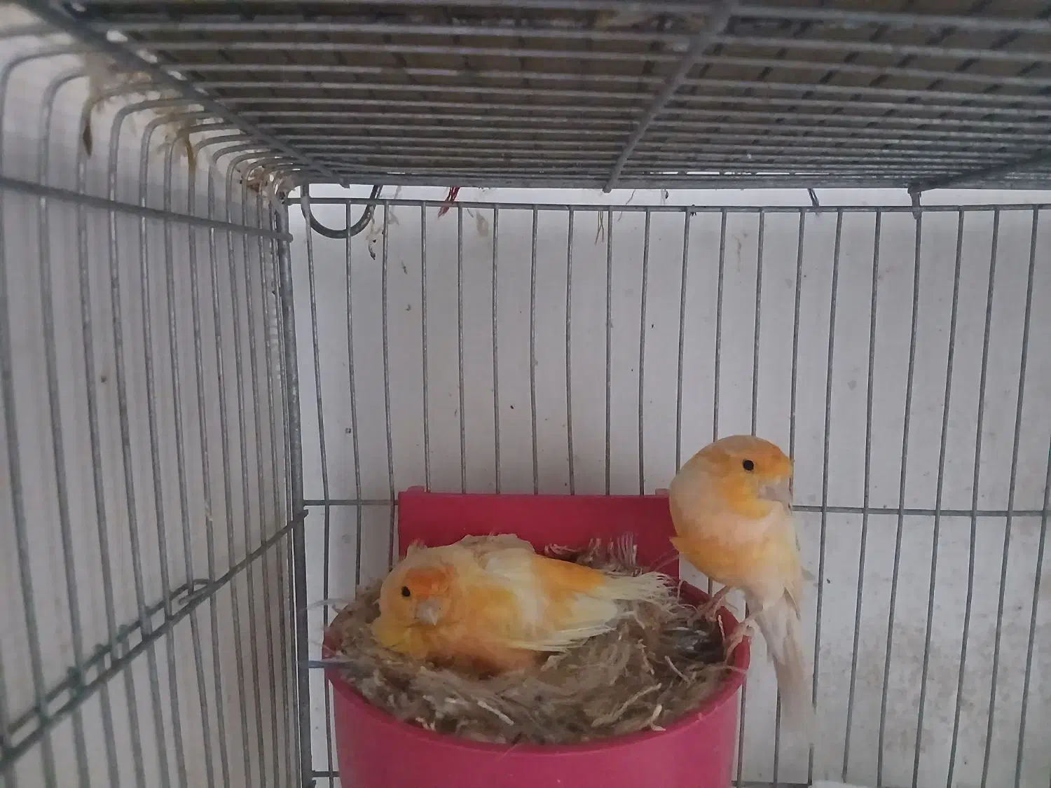 قناری برفکی و پرستار|پرنده|اصفهان, ارداجی|دیوار