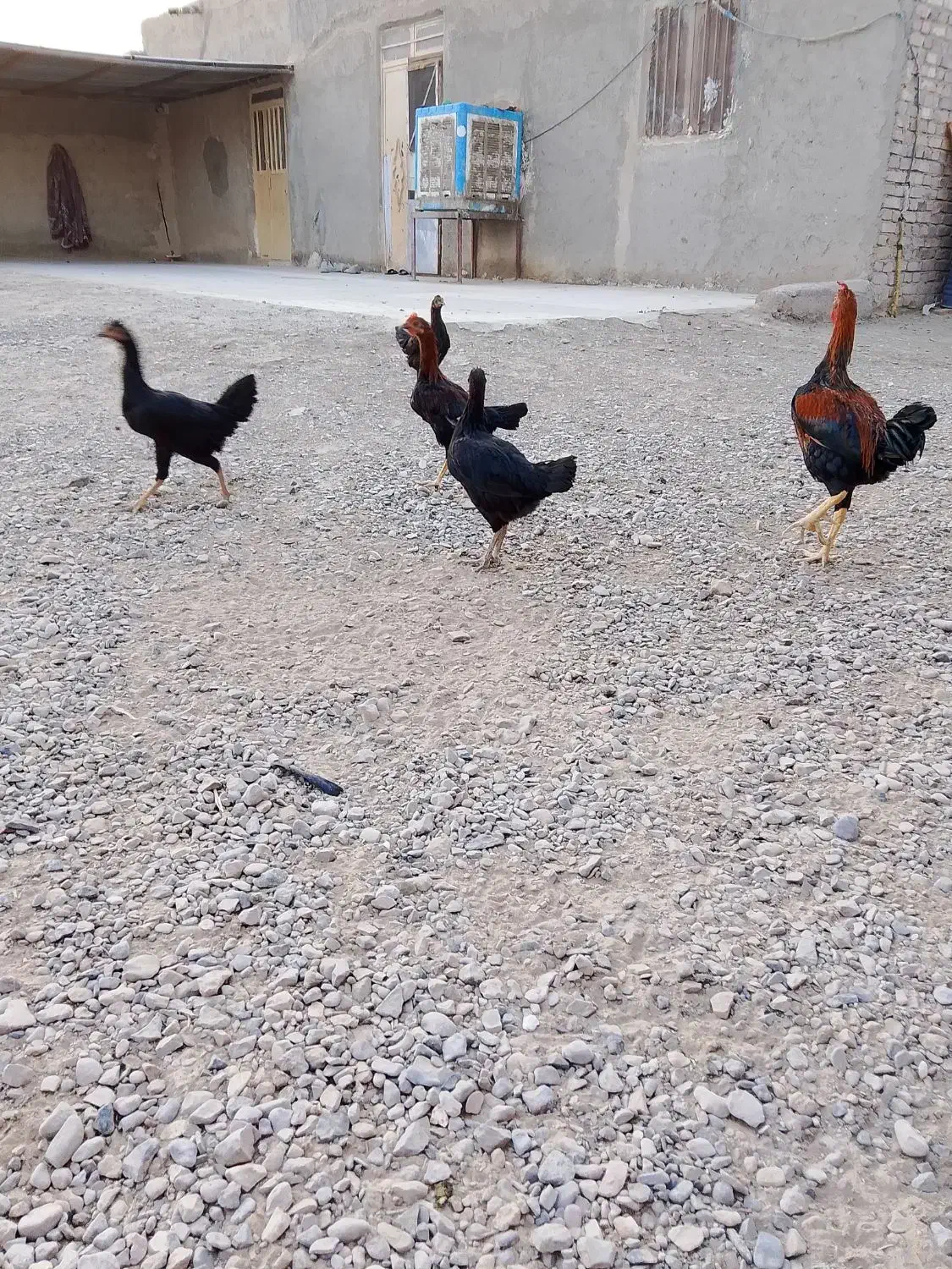 جوجه شوروه ای محلی|حیوانات مزرعه|هیرمند, |دیوار