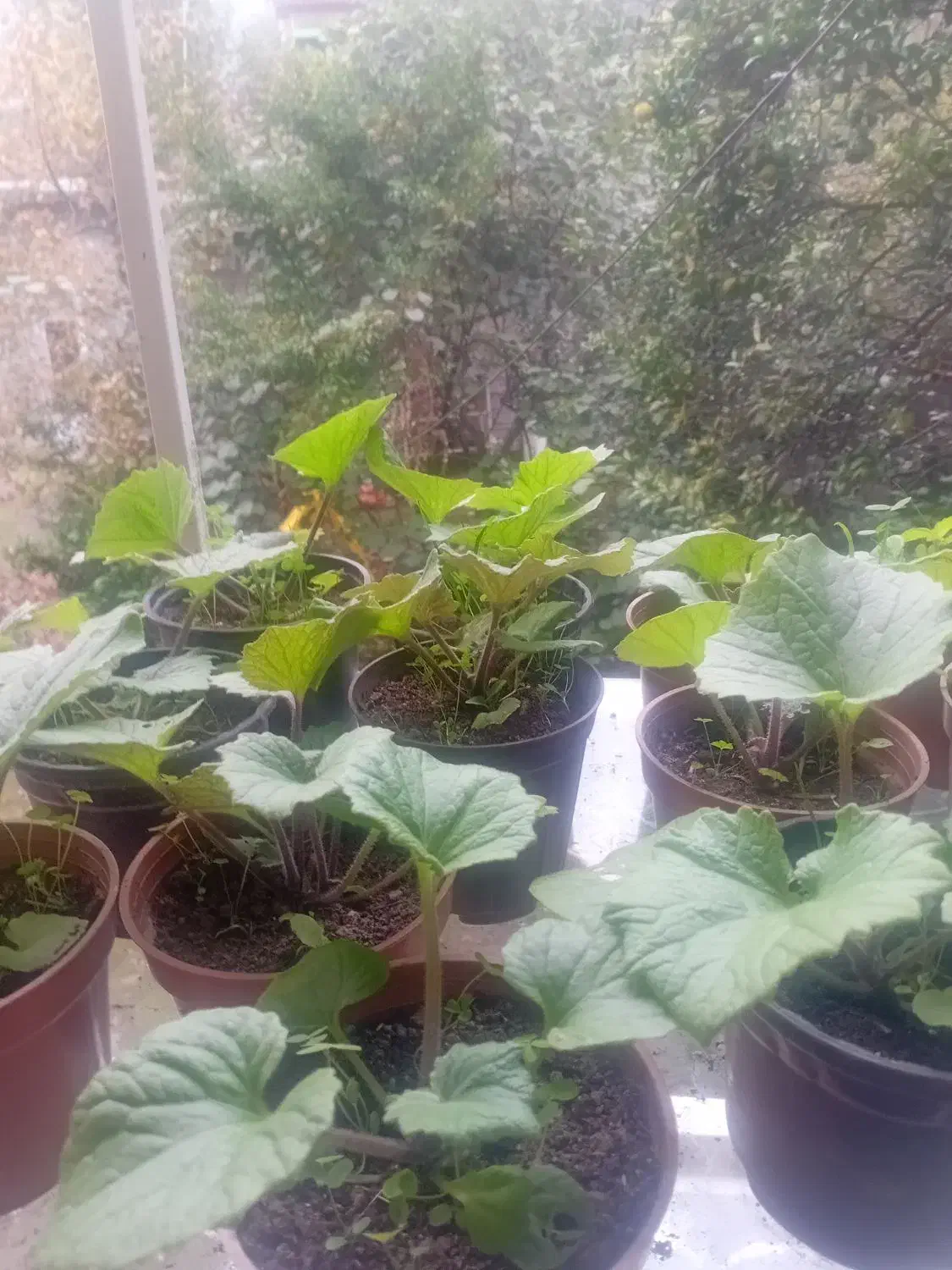 فروش گل سینره (بایرام گلی )|گل و گیاه طبیعی|چوبر, |دیوار