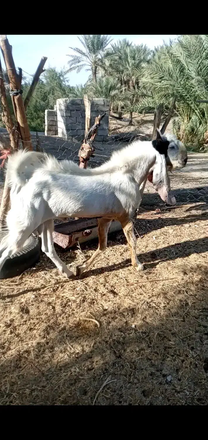 نربز گلابی اصل درجه یک پرشور|حیوانات مزرعه|جیرفت, |دیوار