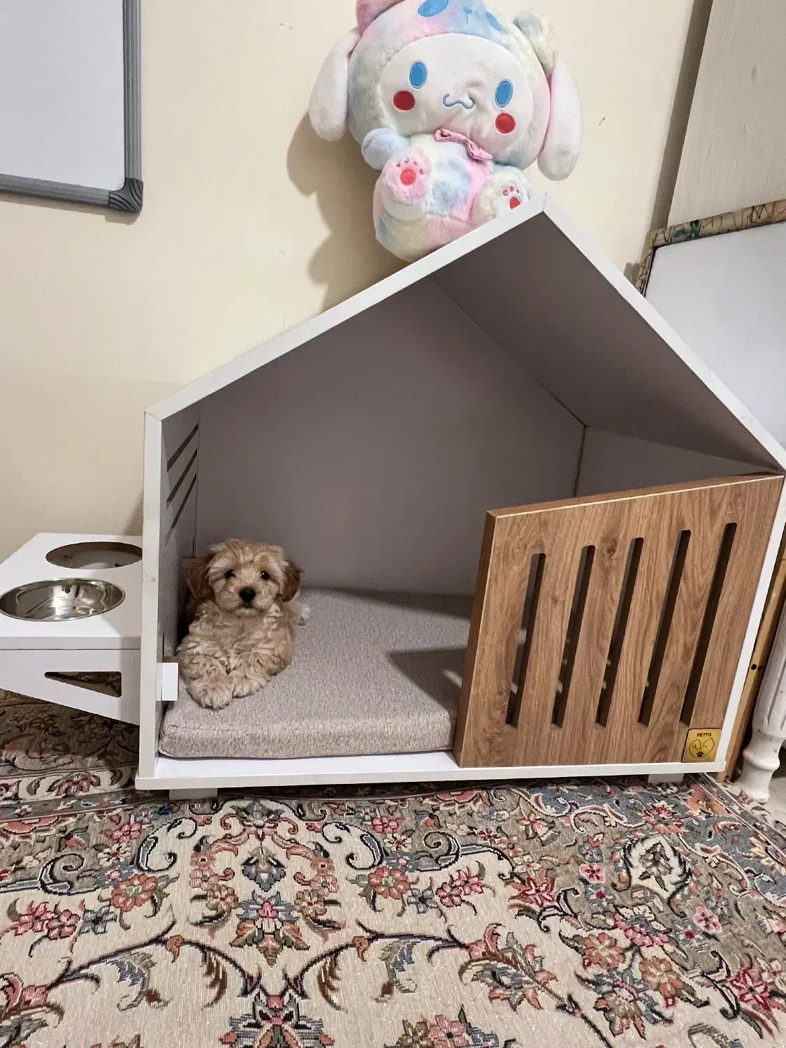 توله سگ|سگ|تهران, جنتآباد مرکزی|دیوار