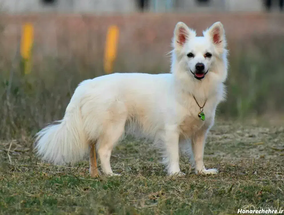 سگ اشتپیز|سگ|بم, |دیوار