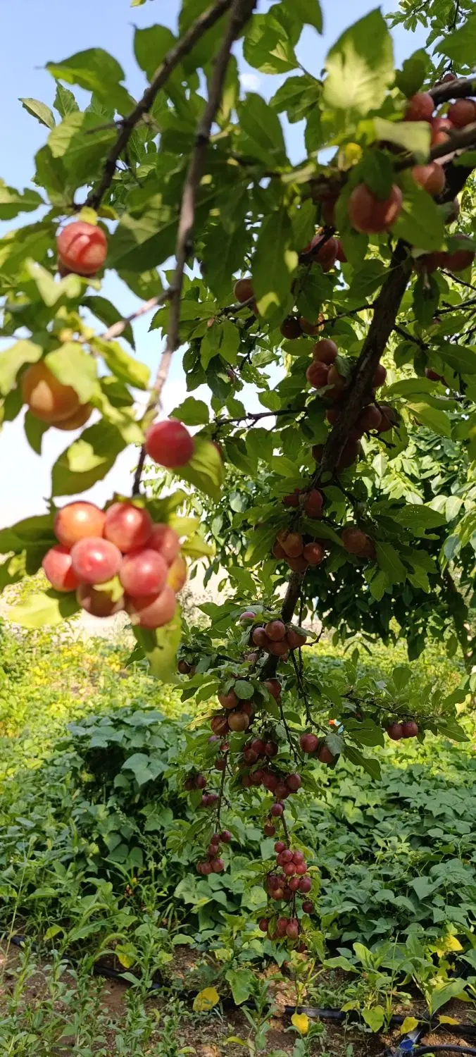 آلو|خوردنی و آشامیدنی|سنندج, |دیوار
