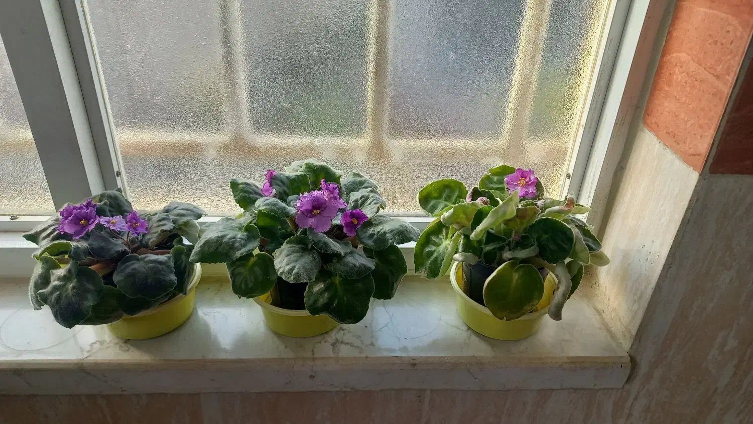 بنفشه افریقایی|گل و گیاه طبیعی|رشت, سعدی (تختی)|دیوار