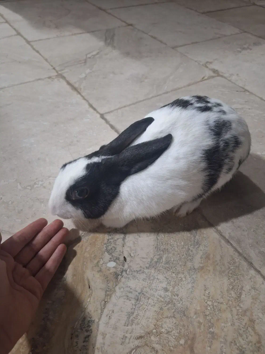 فروش خرگوش|موش و خرگوش|کیش, |دیوار