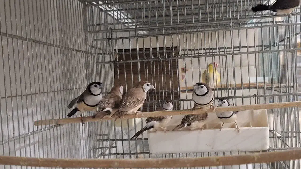 فنچ جغدی|پرنده|تهران, ترمینال جنوب|دیوار