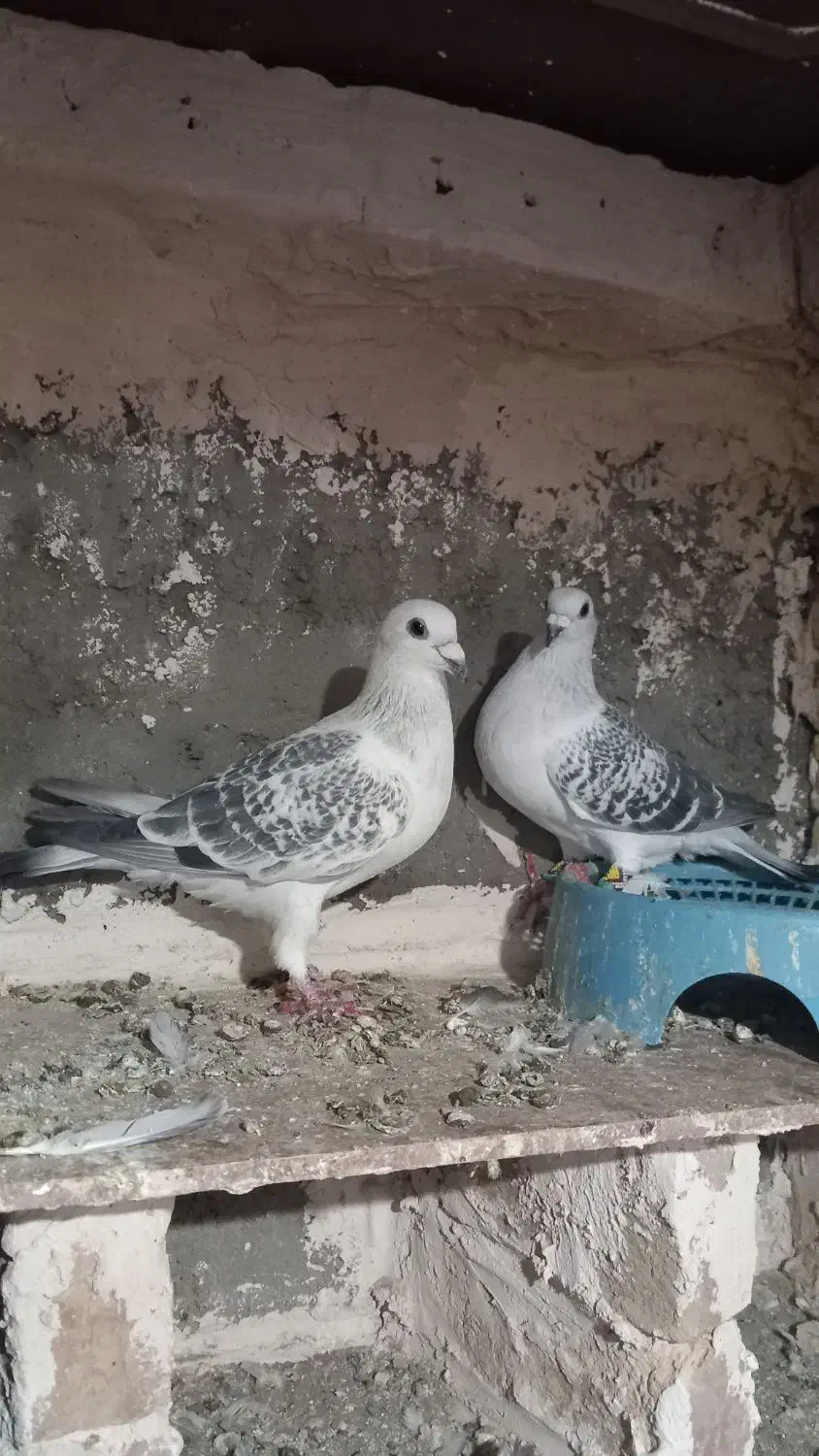 جفت پولک شامی کرمونی|پرنده|تربت‌حیدریه, باغ سلطانی|دیوار