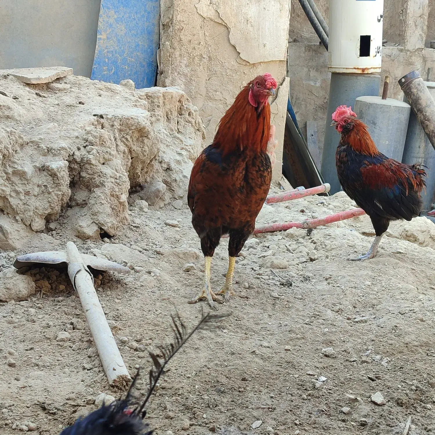 خروس|حیوانات مزرعه|برازجان, |دیوار