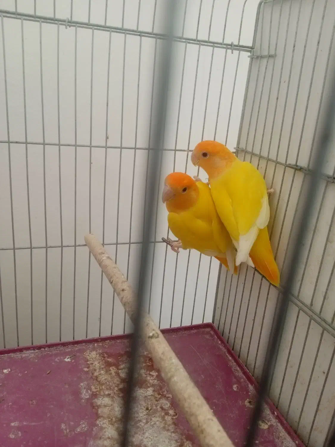 فروش جفت طوطی کوتوله برزیلی کله نارنجی|پرنده|اوز, |دیوار