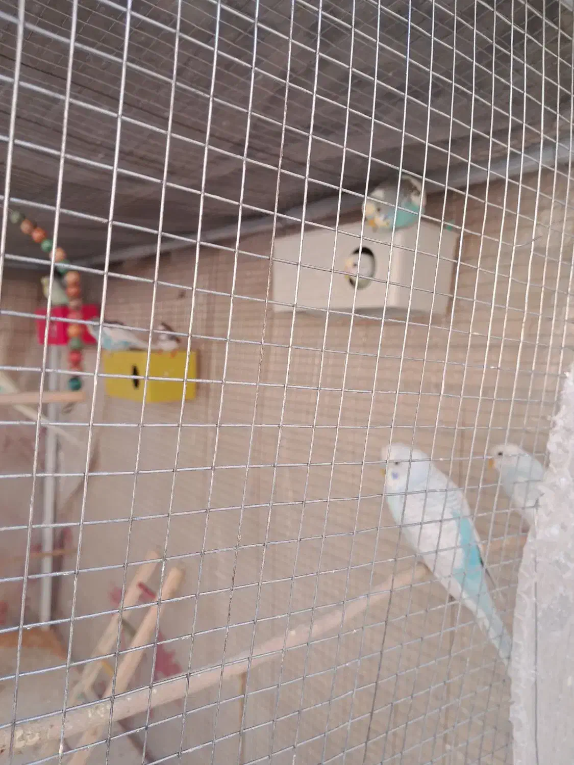 مرغ عشق رنگین کمانی|پرنده|شاهین‌شهر, شهرک گلدیس|دیوار